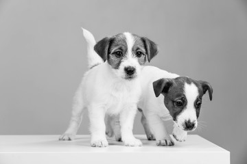 Two jack russell puppies in black and white. Close up