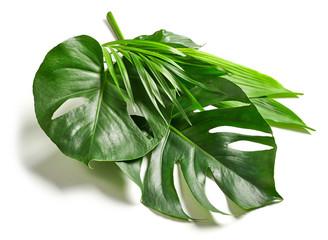 various tropical leaves