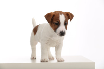 Jack russell puppy looking down. Close up. White background