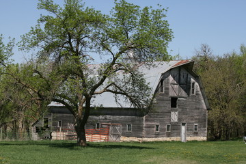 Obraz premium Grand Old Barns that dot our landscape