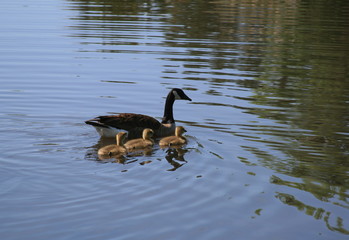 Family of geese raising their young near a small lake
