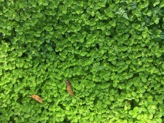 Textured Tiny Green Leaves, from above