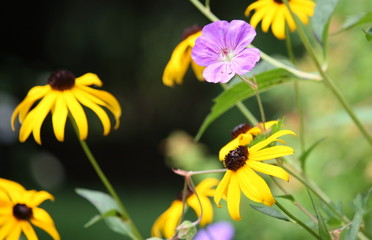 Black Eyed Susans