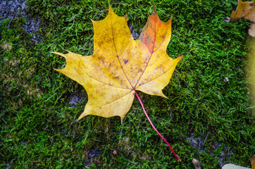 The fallen autumn leaf lies on a green moss