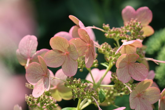 Pink Hydrangea with Stems