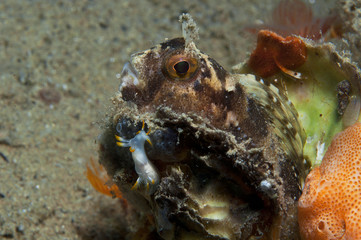 trapania invertebrate walking on the sponge