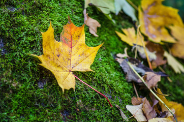 Fallen autumn leaves lie on green moss