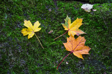 Fallen autumn leaves lie on green moss