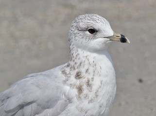 Smaller Gull, Banded Beak