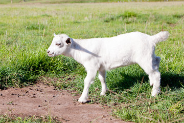 Obraz premium Young white miniature goat kid in grassy field