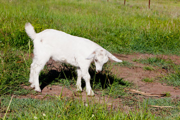 Fototapeta premium Part pygmy young white goat kid