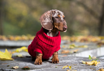 Dachshund dogs dressed in a knitted sweater