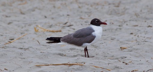 Gull On Land