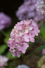 Hydrangea in Pink