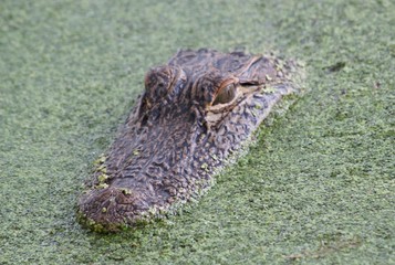 South Carolina Gator