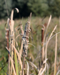 Cattails closeup with green background