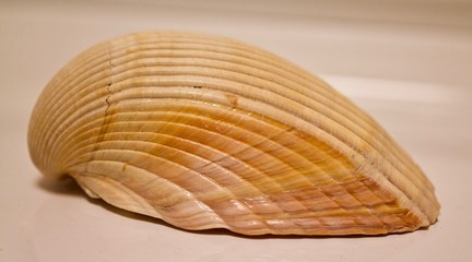 Scallop Shell, Side View, Macro