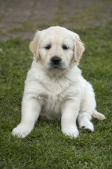 Sitzender Golden Retriever Welpe