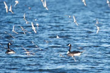 Canada Goose and Dunlin