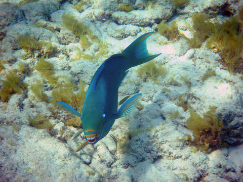 Parrot Fish Smile