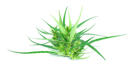 Marijuana on white background