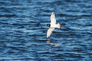 Eurasian Oystercatcher, Haematopus ostralegus