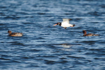 Eurasian Oystercatcher, Haematopus ostralegus
