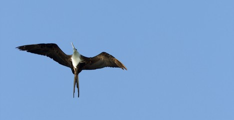 Soaring Frigate Bird