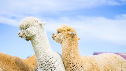 Fototapeta premium The adorable alpacas in Newzealand