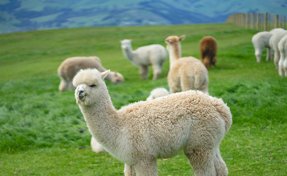 The adorable alpacas in Newzealand
