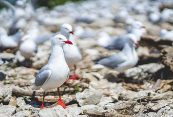 red-billed gull, seagull in Newzealand