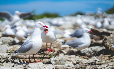 red-billed gull, seagull in Newzealand