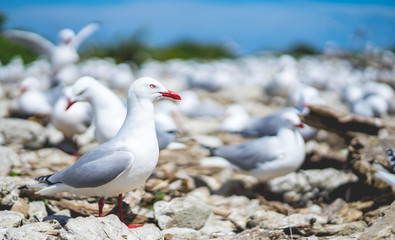 red-billed gull, seagull in Newzealand