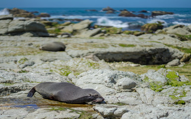 Obraz premium The lazy Seals lay down on the rock