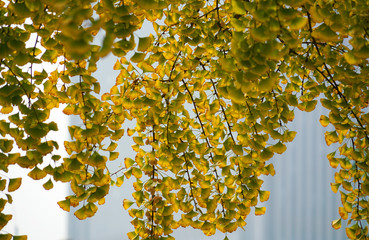 Ginkgo leaves and branches in the city in fall season