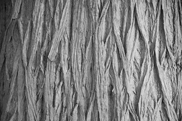  a close-up of a tree trunk, showing the rough, textured bark.