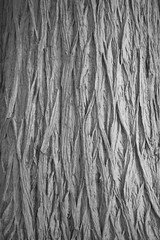  a close-up of a tree trunk, showing the rough, textured bark.
