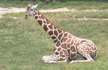 Lazy Giraffe