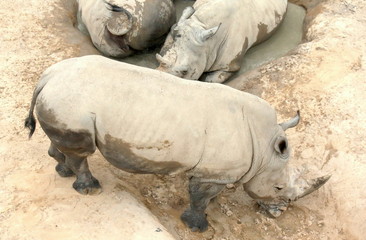 Three Rhinos from Above