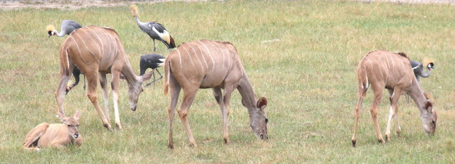 Obraz premium Grazing Grazers