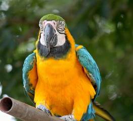 Macaw Says Hi