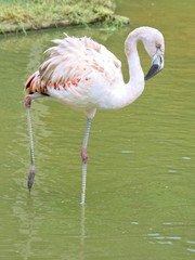 Light Pink Flamingo