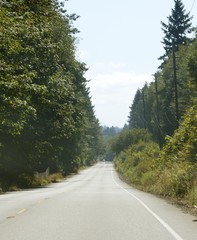 Path Between Tall Pines
