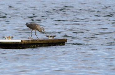 Heron Hunting