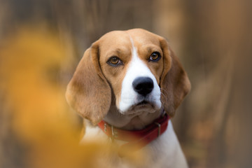 Beagle dog in the autumn forest