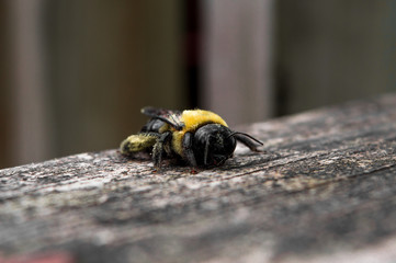 Bee