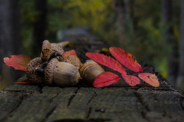 Acorns of Autumn Resting on Aged and Weathered Wood