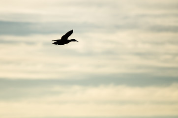 Fototapeta na wymiar Mallard Duck Silhouetted in the Sunset Sky As It Flies