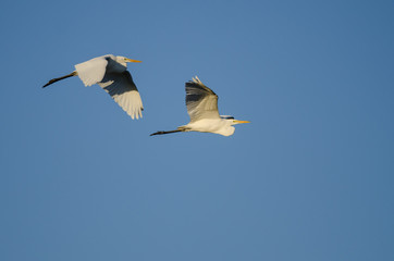 Pair of Great Egrets Flying in Blue Sky