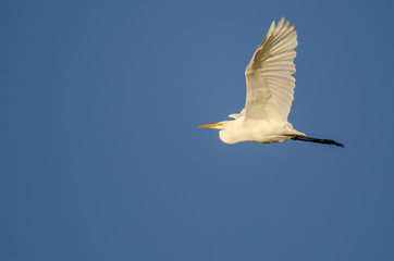 Great Egret Flying in Blue Sky
